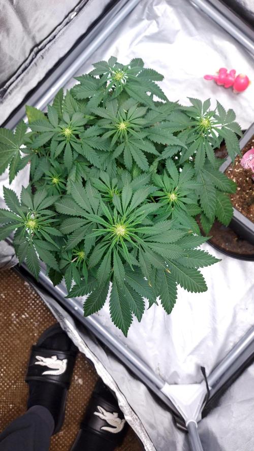 WHAM BOOM 2 AUTOFLORAISON. Week 6