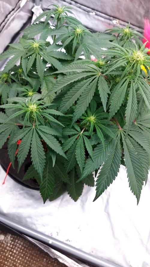 WHAM BOOM 2 AUTOFLORAISON. Week 6