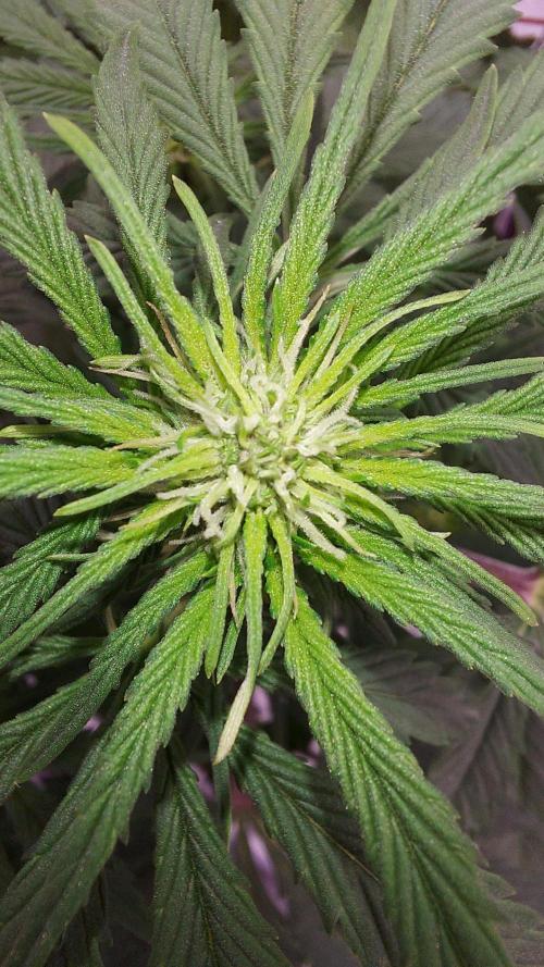WHAM BOOM 2 AUTOFLORAISON. Week 6