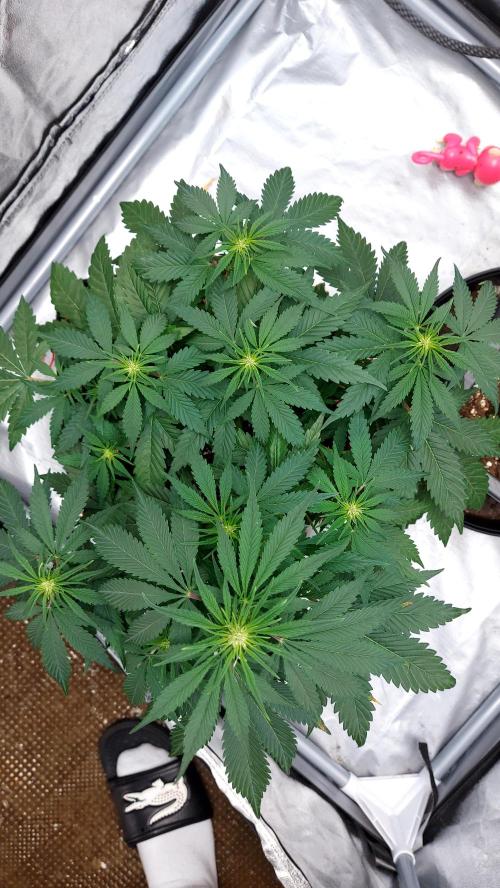 WHAM BOOM 2 AUTOFLORAISON. Week 6
