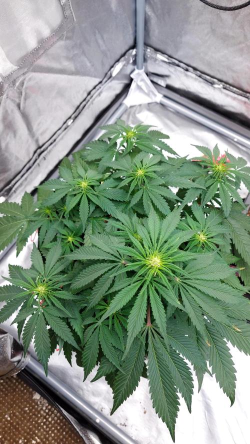 WHAM BOOM 2 AUTOFLORAISON. Week 6