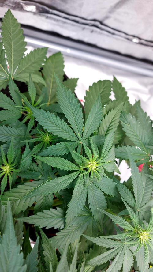 WHAM BOOM 2 AUTOFLORAISON. Week 6