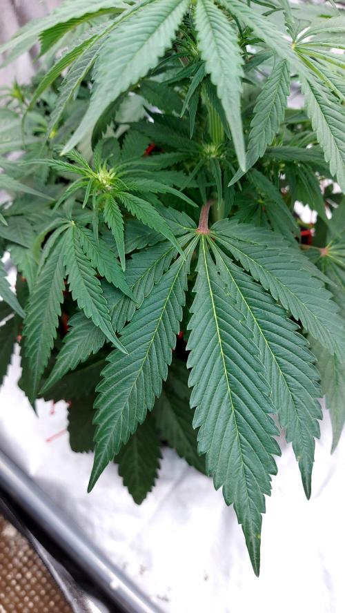 WHAM BOOM 2 AUTOFLORAISON. Week 6