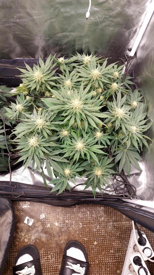 RF3 CHERY COLA. Week 9 - plante 1