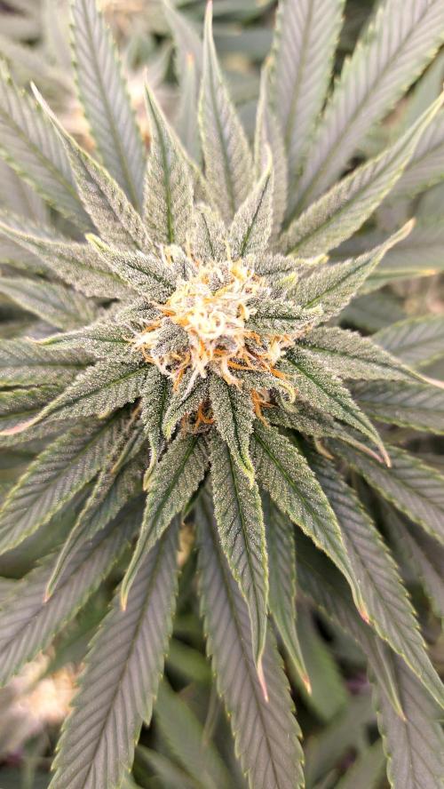 RF3 CHERY COLA. Week 9 - plante 1