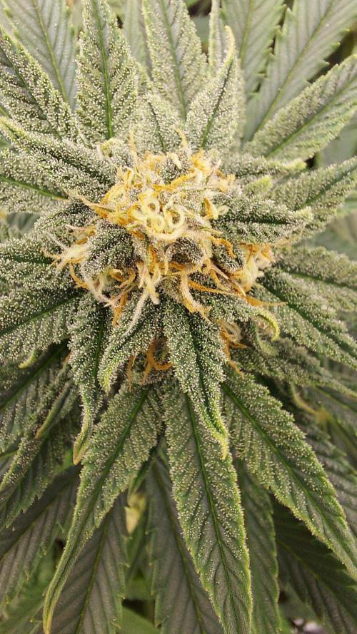 RF3 CHERY COLA. Week 9 - plante 1