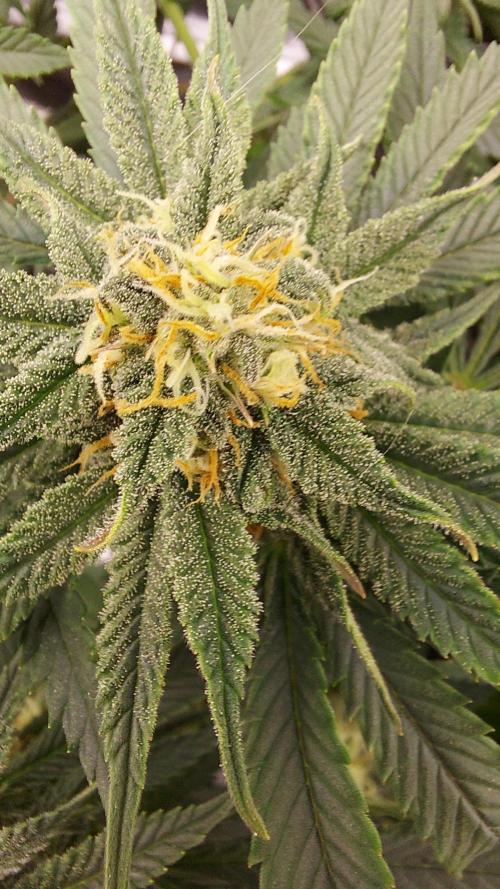 RF3 CHERY COLA. Week 9 - plante 1