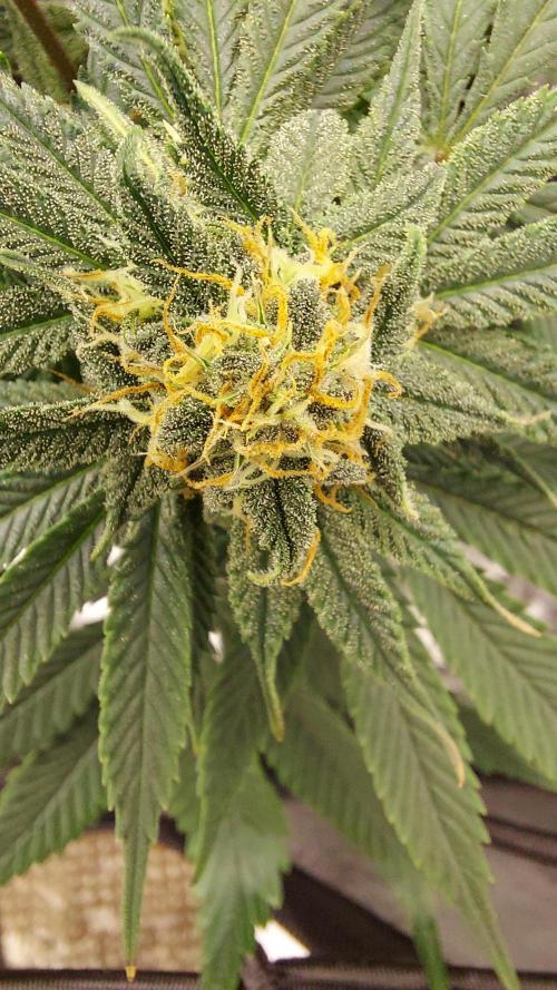 RF3 CHERY COLA. Week 9 - plante 1