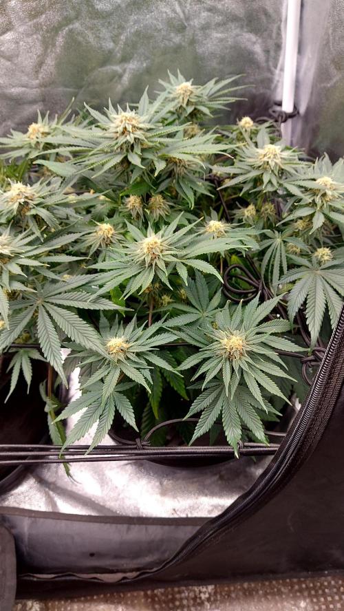 RF3 CHERY COLA. Week 9 - plante 1