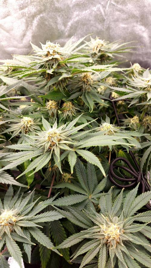 RF3 CHERY COLA. Week 9 - plante 1