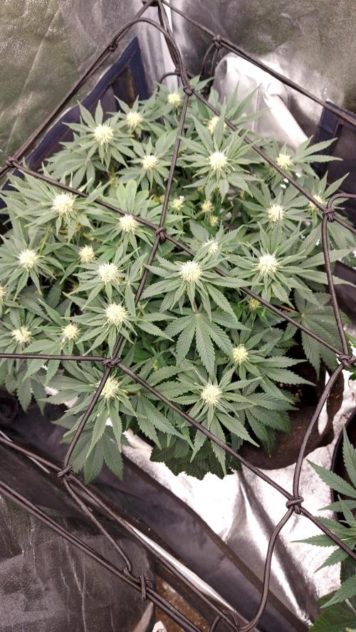 RF3 CHERY COLA. Week 9 - plante 2