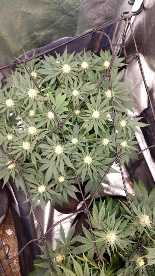 RF3 CHERY COLA. Week 9 - plante 2