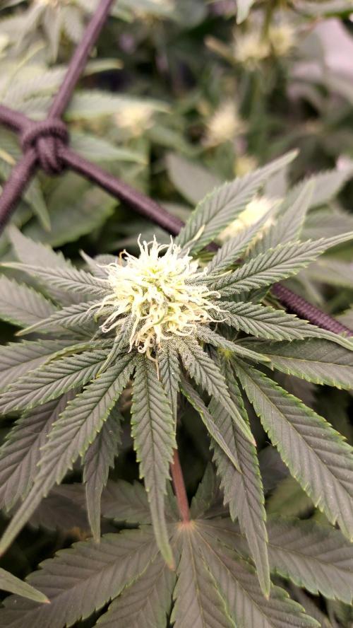 RF3 CHERY COLA. Week 9 - plante 2