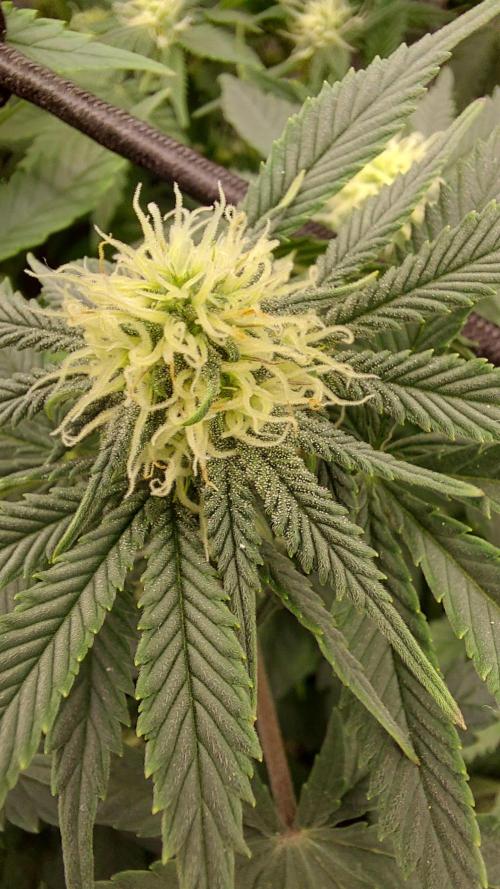 RF3 CHERY COLA. Week 9 - plante 2