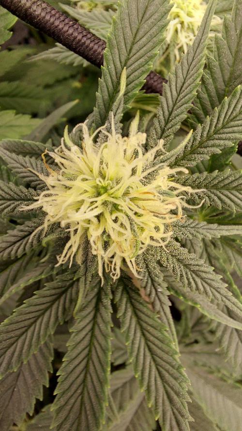 RF3 CHERY COLA. Week 9 - plante 2