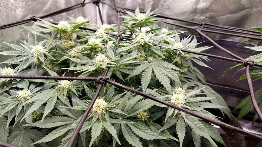 RF3 CHERY COLA. Week 9 - plante 2
