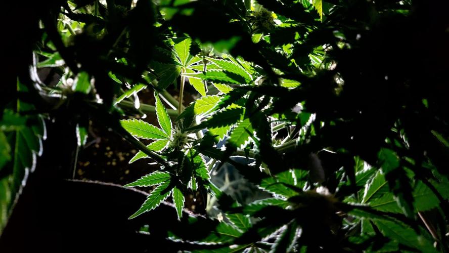 RF3 CHERY COLA. Week 9