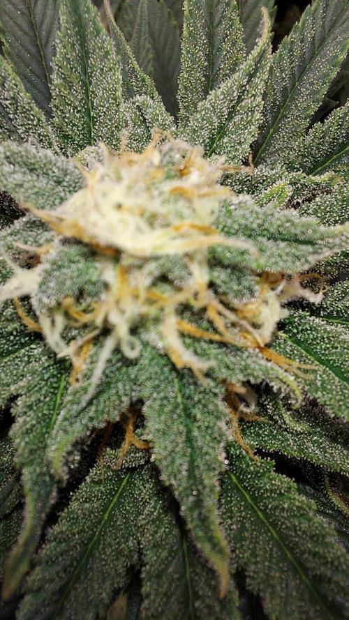 RF3 CHERY COLA. Week 9