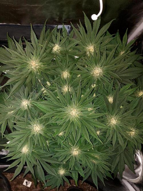 RF3 CHERY COLA. Week 9