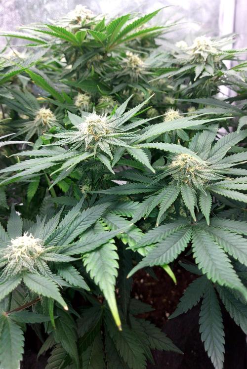 RF3 CHERY COLA. Week 9