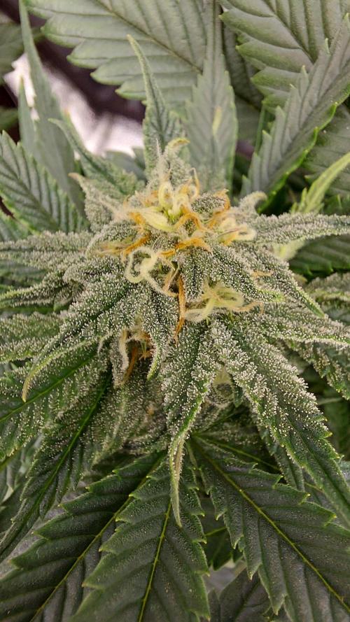 RF3 CHERY COLA. Week 9