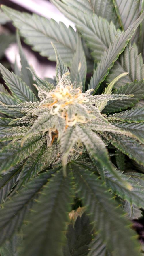 RF3 CHERY COLA. Week 9
