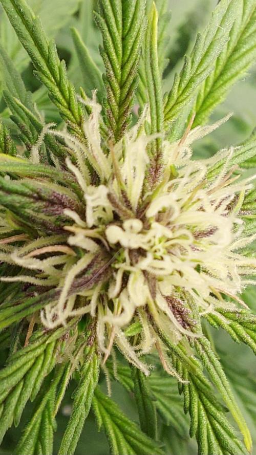 WHAM BOOM 2 AUTOFLORAISON. Week 6 - devient violette 