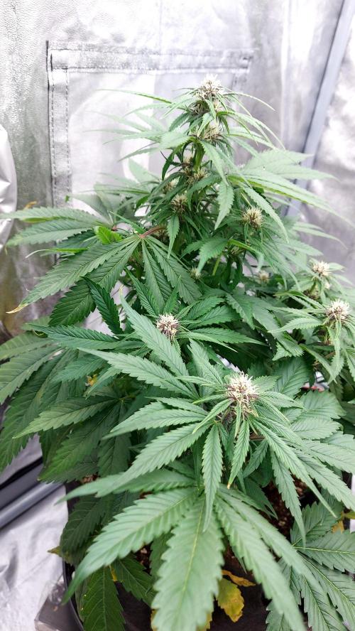 WHAM BOOM 2 AUTOFLORAISON. Week 7
