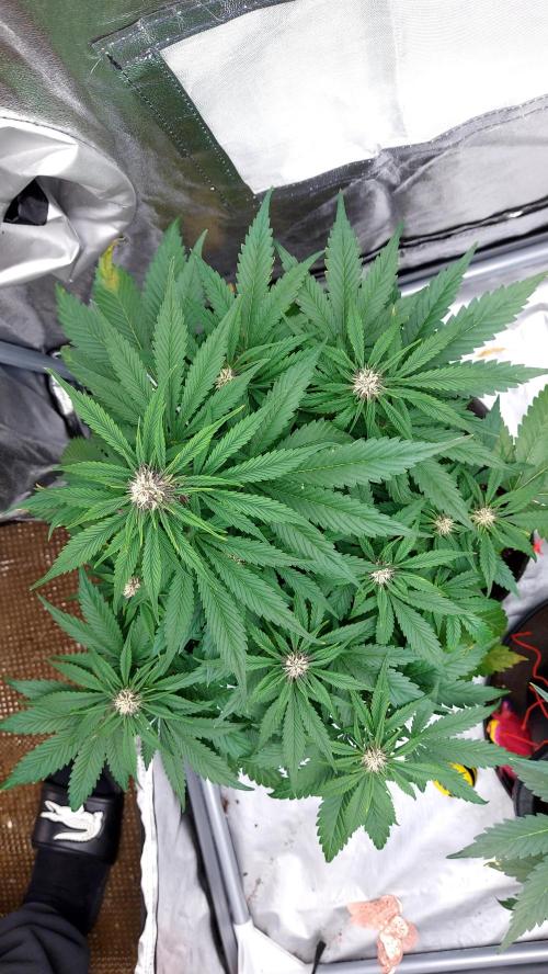 WHAM BOOM 2 AUTOFLORAISON. Week 7