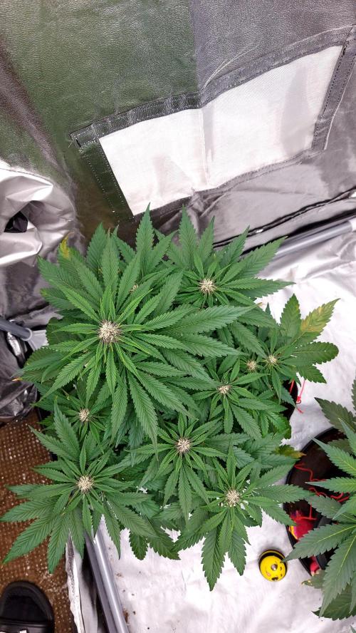 WHAM BOOM 2 AUTOFLORAISON. Week 7
