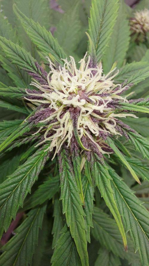 WHAM BOOM 2 AUTOFLORAISON. Week 7