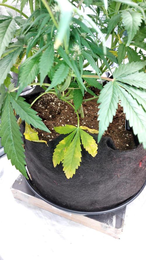 WHAM BOOM 2 AUTOFLORAISON. Week 7