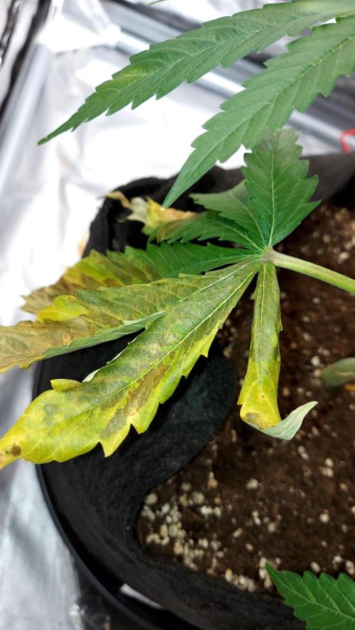 WHAM BOOM 2 AUTOFLORAISON. Week 7