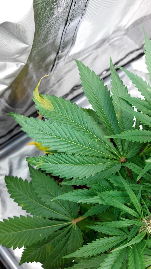 WHAM BOOM 2 AUTOFLORAISON. Week 7