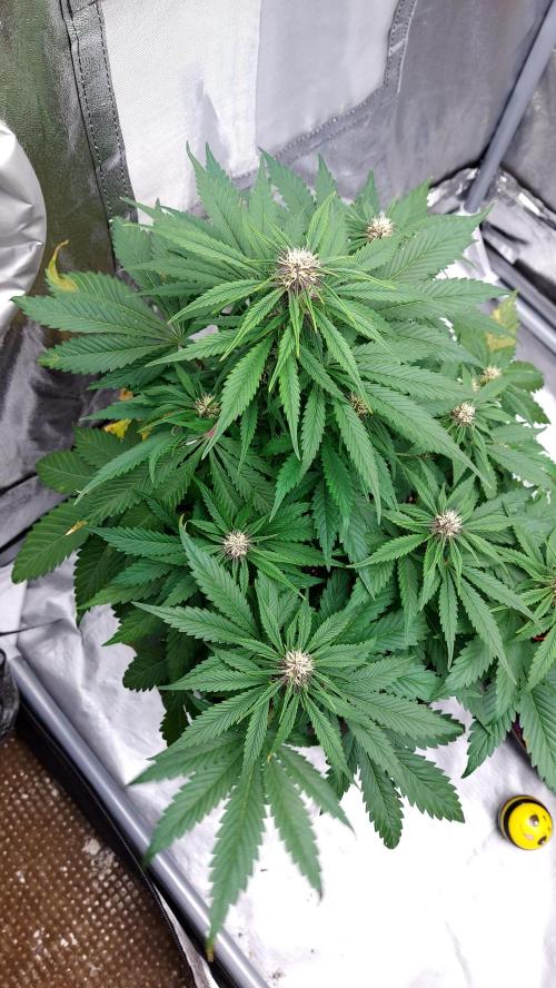 WHAM BOOM 2 AUTOFLORAISON. Week 7