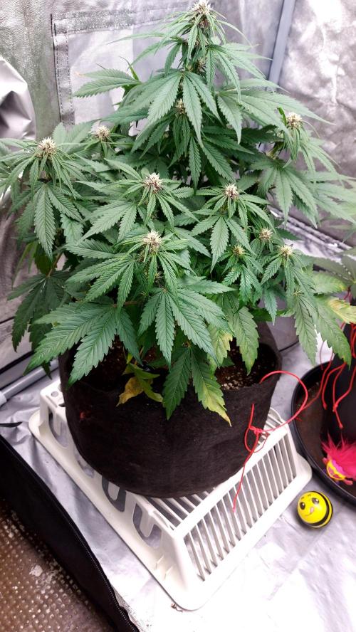 WHAM BOOM 2 AUTOFLORAISON. Week 7