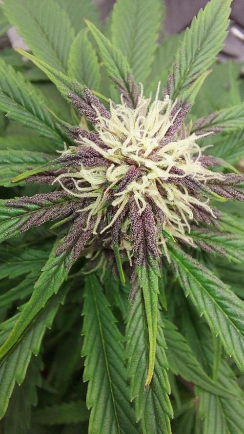 WHAM BOOM 2 AUTOFLORAISON. Week 7