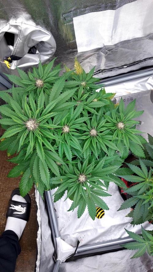 WHAM BOOM 2 AUTOFLORAISON. Week 7