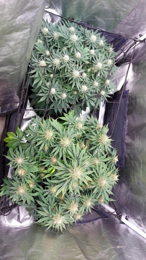 RF3 CHERY COLA. Week 10