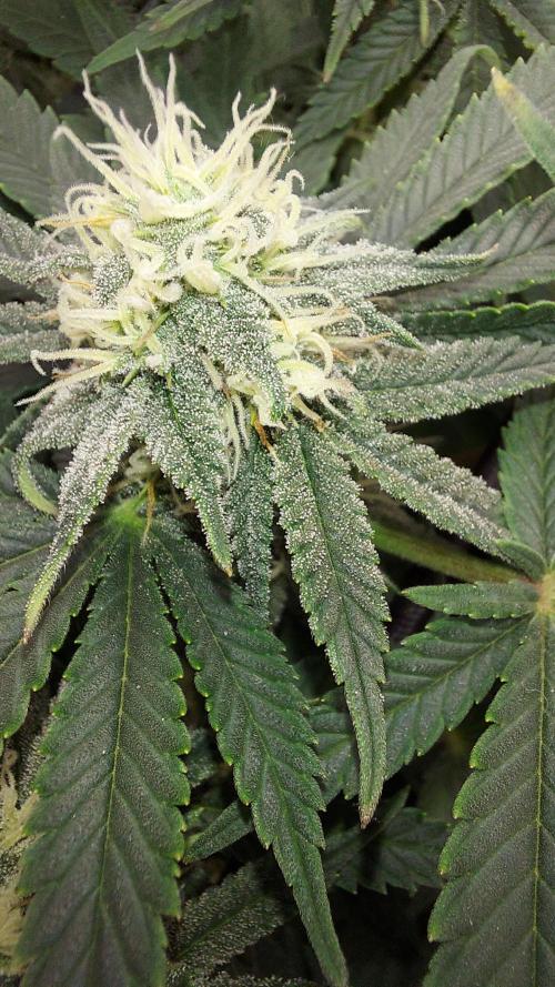 RF3 CHERY COLA. Week 10