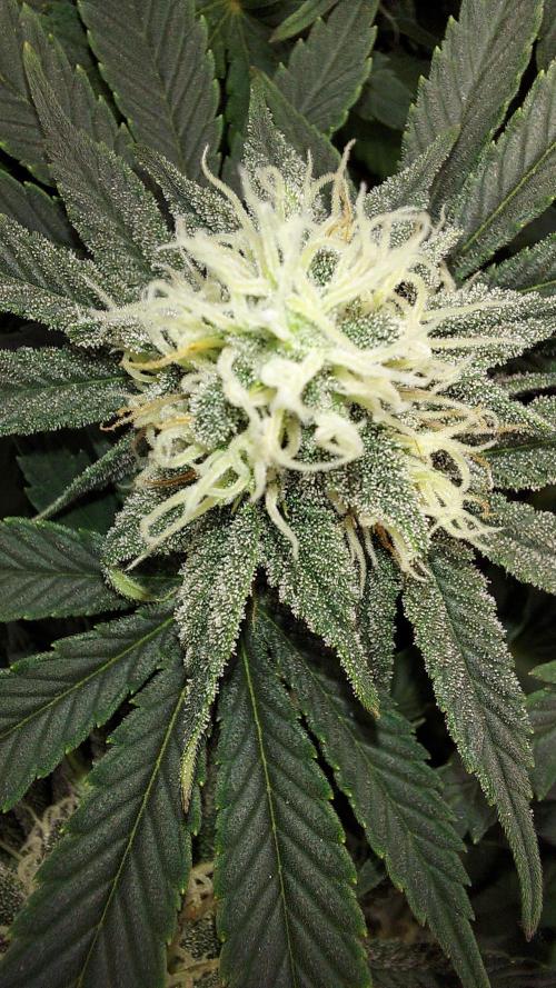 RF3 CHERY COLA. Week 10