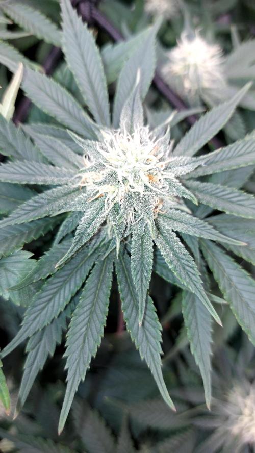 RF3 CHERY COLA. Week 10