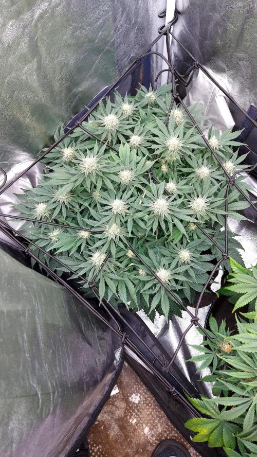 RF3 CHERY COLA. Week 10
