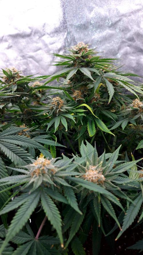 RF3 CHERY COLA. Week 10
