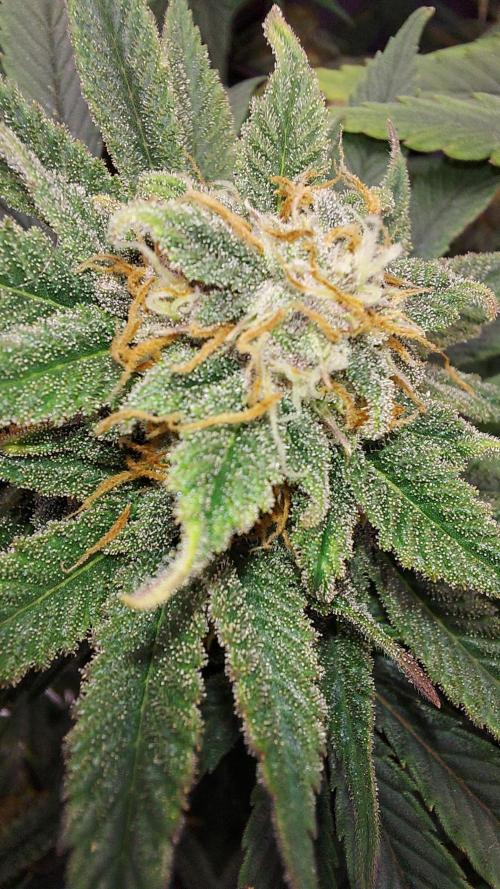 RF3 CHERY COLA. Week 10