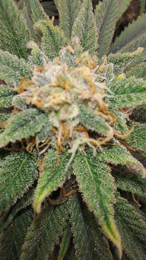 RF3 CHERY COLA. Week 10