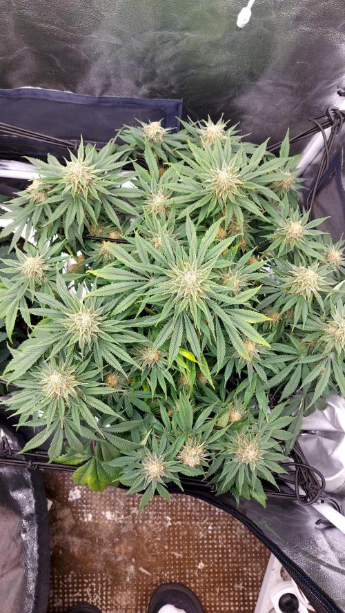 RF3 CHERY COLA. Week 10