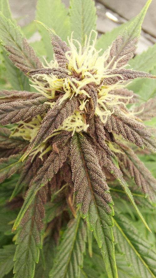 WHAM BOOM 2 AUTOFLORAISON. Week 8