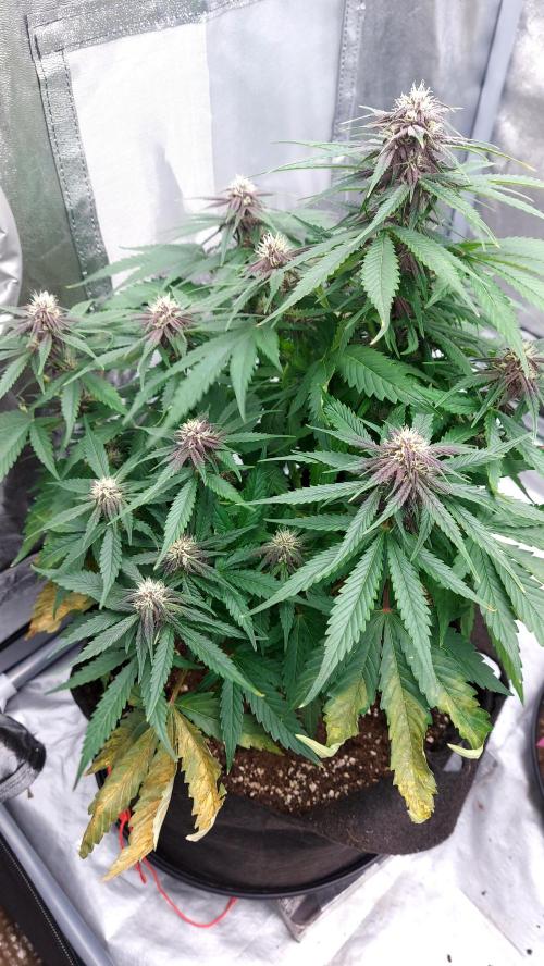 WHAM BOOM 2 AUTOFLORAISON. Week 8