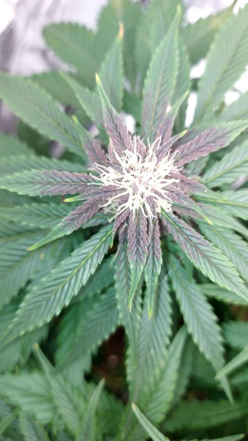 WHAM BOOM 2 AUTOFLORAISON. Week 8